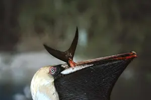 Swallowing: Brown Pelican - close up of bill, showing fish tail