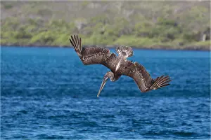 Bills: Brown Pelican - Diving for fish - off the shore
