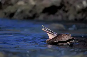 Capturing: Brown Pelican - feeding on fish on Sea of Cortez