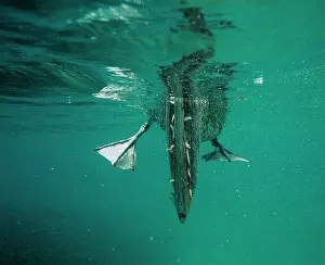 Urinator: Brown Pelican - Feeding underwater