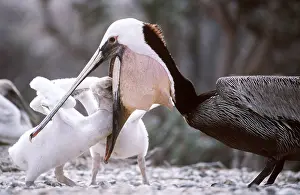 Pelicans: BROWN PELICAN - feeding young