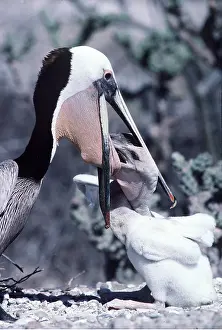Regurgitating: BROWN PELICAN - feeding young