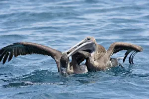 Urinator: Brown Pelican - two fighting