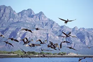 Cortez: Brown Pelican - fishing in the Sea of Cortez (Gulf of Mexico