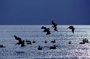 Cortez: Brown Pelican - fishing at sunrise in the Sea of