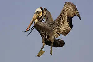Pelecanidae: Brown Pelican in Flight