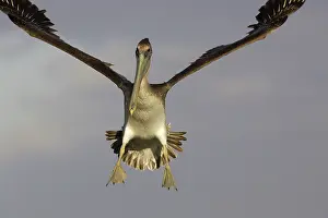 Pelecanidae: Brown Pelican in Flight