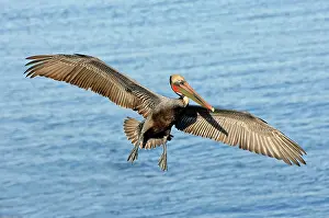 Pelecanus: Brown Pelican in flight