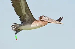 Encroachment: Brown Pelican - in flight with fishing hook and