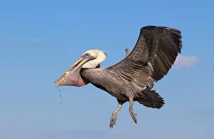 Returning: Brown Pelican - In flight returning from fishing
