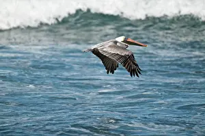 Tobago: Brown Pelican - in flight over sea