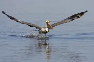 Ding: Brown Pelican - in flight above water - Ding darling