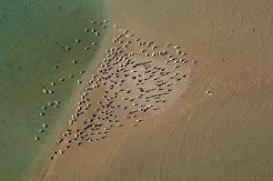 Magdalena: Brown Pelican flock