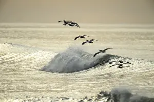 Seascapes: Brown Pelican - Flock of Brown Pelicans flying over