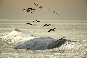 Seascapes: Brown Pelican - Flock of Brown Pelicans flying over