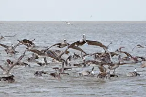 Offshore: Brown Pelican - flock feeding offshore