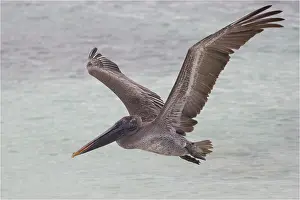 Bills: Brown Pelican - Flying off the coast of Rabida Island