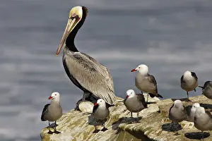 Heermanni: Brown Pelican and Heermann's Gulls