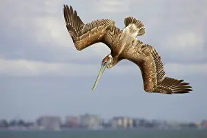 Plunge: Brown Pelican - juvenile plunge diving