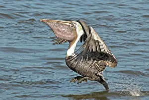 Brown Pelican, landing on water. Pouch full of baitfish
