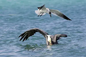 Atricilla: Brown Pelican - and Laughing Gull (Larus atricilla)