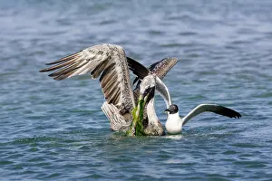 Atricilla: Brown Pelican - and Laughing Gull (Larus atricilla)