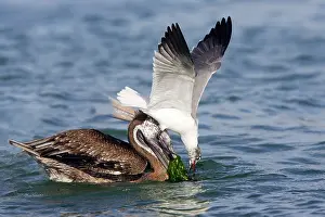 Stealing: Brown Pelican - and Laughing Gull (Larus atricilla)