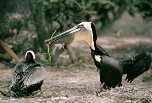Offering: Brown PELICAN - male offering nesting material