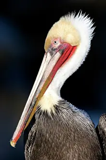Brown Pelican - Nonbreeding adult (neck is all white)