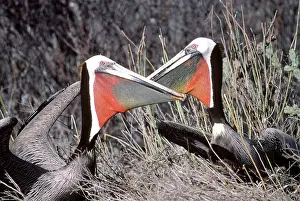 Brown Pelican - pair displaying near their nest