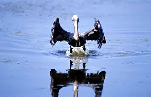 Ding: Brown Pelican (Pelecanus occidentalis)