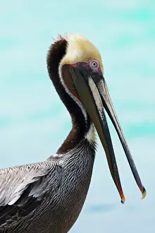 Maria: Brown Pelican (Pelecanus occidentalis), animal portrait
