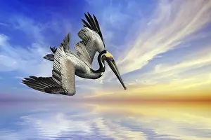 Composite: Brown pelican (Pelecanus occidentalis), Brown Pelican