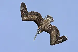Searching: Brown pelican (Pelecanus occidentalis), Brown Pelican