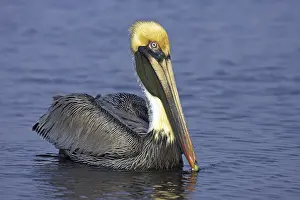 Famous: Brown pelican (Pelecanus occidentalis), Brown Pelican