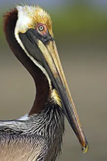 Famous: Brown pelican (Pelecanus occidentalis), Brown Pelican
