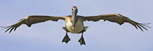 Searching: Brown pelican (Pelecanus occidentalis), Brown Pelican
