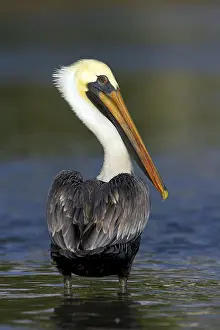 Famous: Brown pelican (Pelecanus occidentalis), Brown Pelican