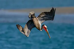 Pat And Tom Leeson (new Material): Brown Pelican (Pelecanus occidentalis) diving into