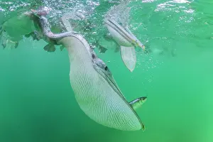 Arrest: Brown pelican (Pelecanus occidentalis) feeding underwater