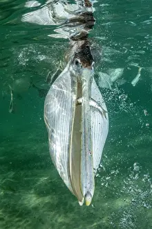 Arrest: Brown pelican (Pelecanus occidentalis) feeding underwater