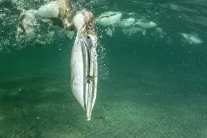 Preys: Brown pelican (Pelecanus occidentalis) feeding underwater