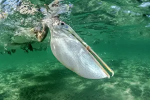 Preys: Brown pelican (Pelecanus occidentalis) feeding underwater