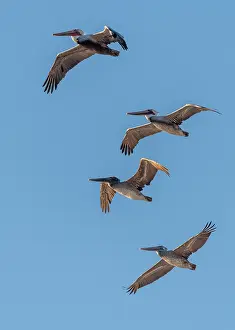 Soaring: Brown pelican, Pelecanus occidentalis in flight