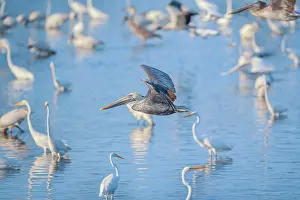 Picturesque: Brown pelican (Pelecanus occidentalis) in flight