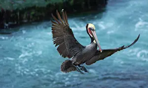 Jolla: Brown pelican (Pelecanus occidentalis), La Jolla