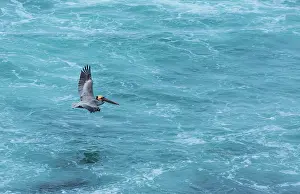 Jolla: Brown pelican (Pelecanus occidentalis), La Jolla