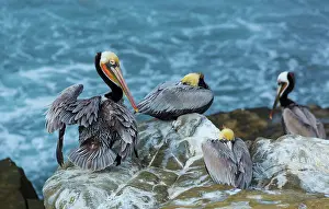 Jolla: Brown pelican (Pelecanus occidentalis), La Jolla