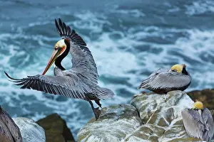 Jolla: Brown pelican (Pelecanus occidentalis), La Jolla