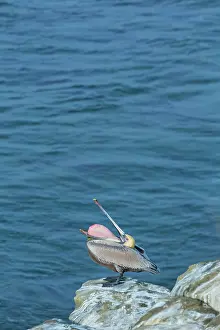 Jolla: Brown pelican (Pelecanus occidentalis), La Jolla